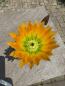 Preview: Echinocereus ctenoides